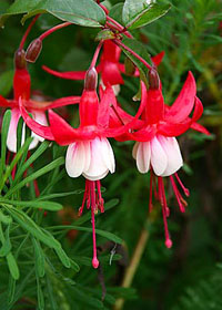 Fuchsia magellanica `Santa Claus'